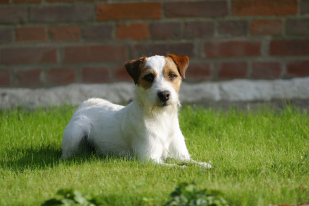 Skave, Hegn og Grovvarer, foder, dyr, hund hunde hundemad hundefoder, hundelegetøj, dummies, pivedyr, bidedyr, sprød jysk hundemad, gårdhund, hundefoder, royal canin, kingsmoor, treats, kate winther, Diamond Naturals 