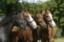 Skave, Hegn og Grovvarer, foder, dyr, hest, brogaarden, dangro amequ, nordic horse, st. hippolyt, urtefarm, regulator complete, team horse,  nettex, salvana, eguidan, leovet, equsana
